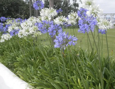agapanthus