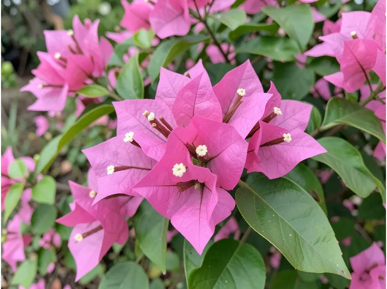 fiori buganville