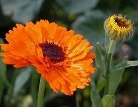 calendula