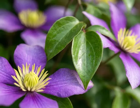 Clematis