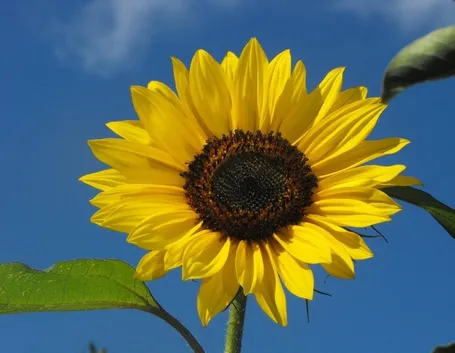 Coltivare il girasole
