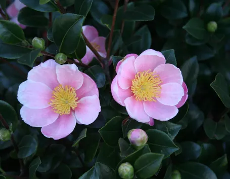 camelia rosa