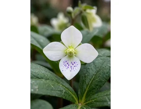 Helleborus