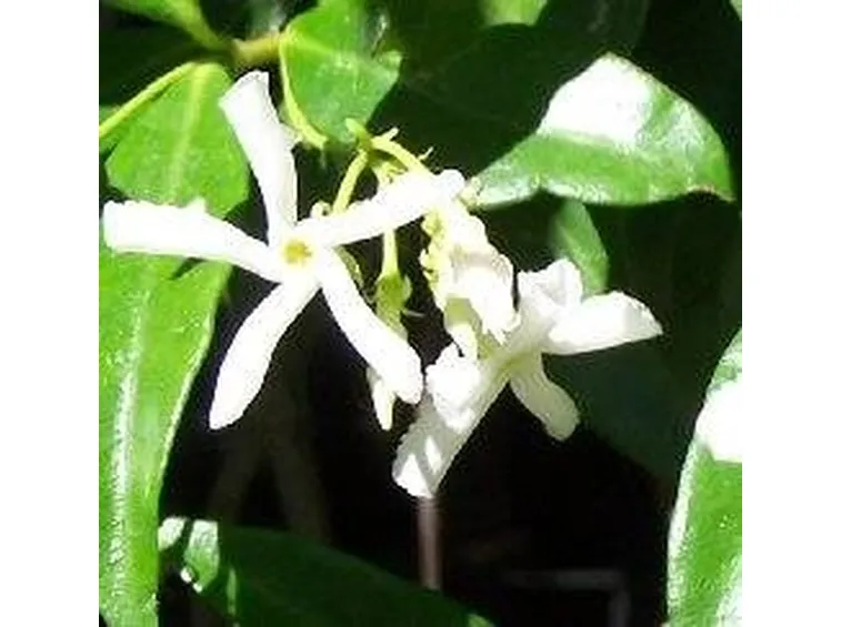 gelsomino