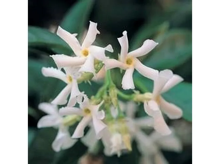gelsomino
