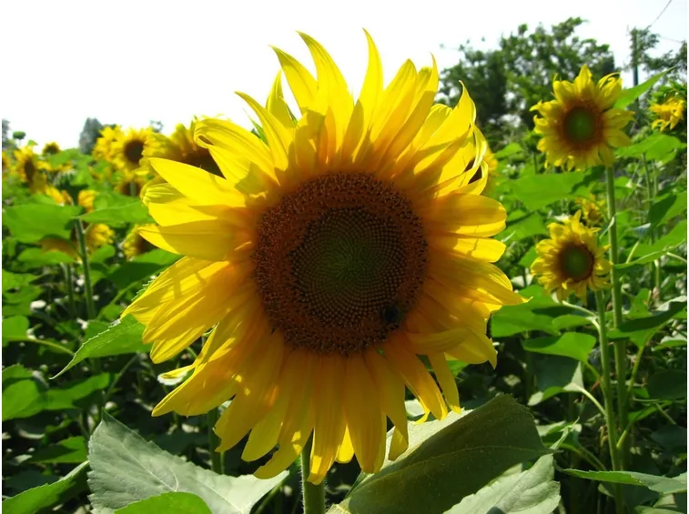 Caratteristiche del girasole
