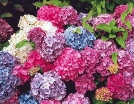 le ortensie