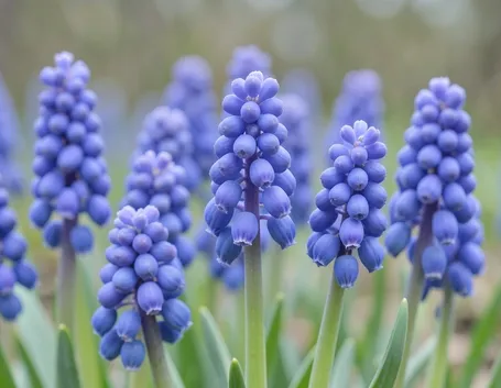 muscari
