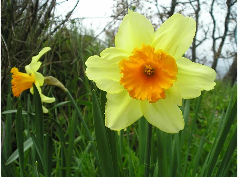 Come sono fatti i Narcisi