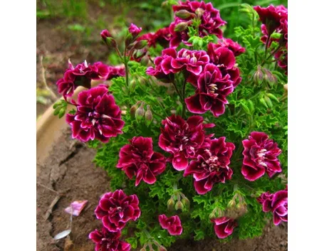 Semi di fiore sbocciati