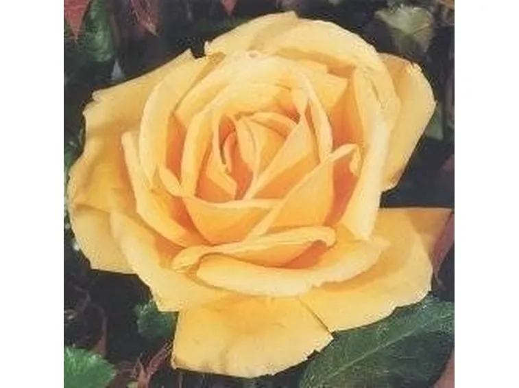 tipi di rose