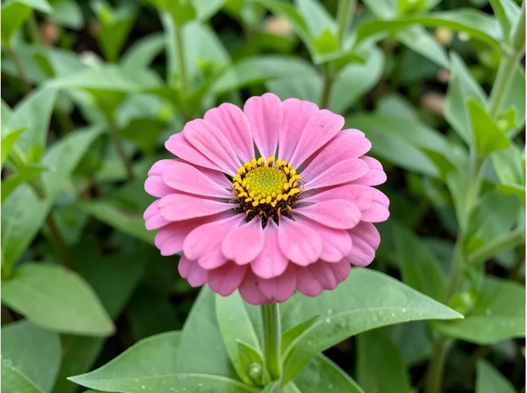 zinnia