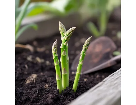 pianta asparagi