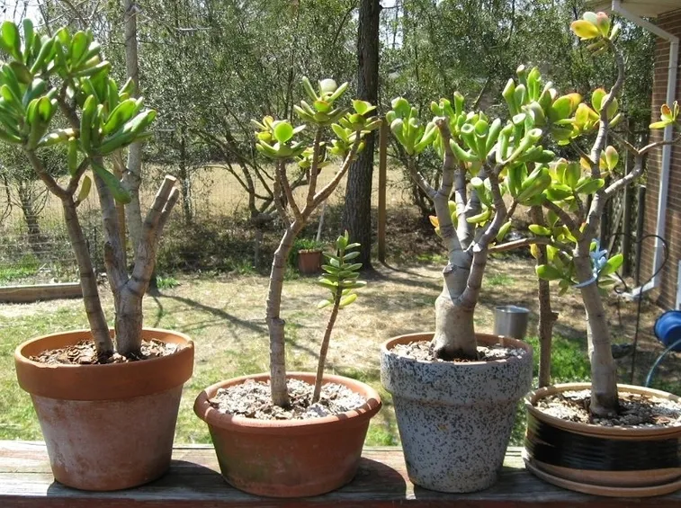 rinvasare piante
