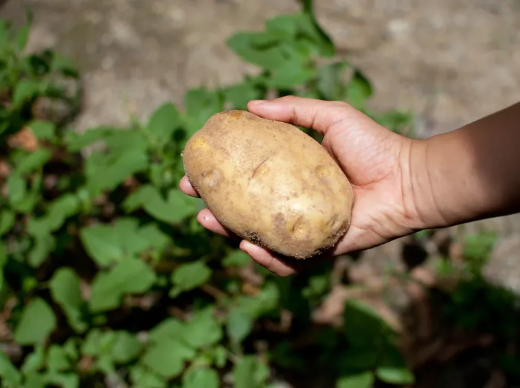 Patate