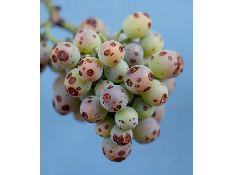 frutti colpiti da antracnosi