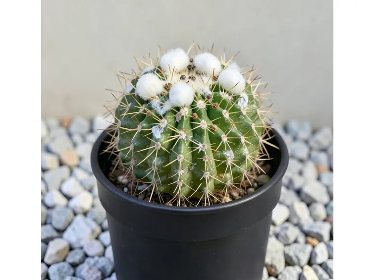 Cactus malattie