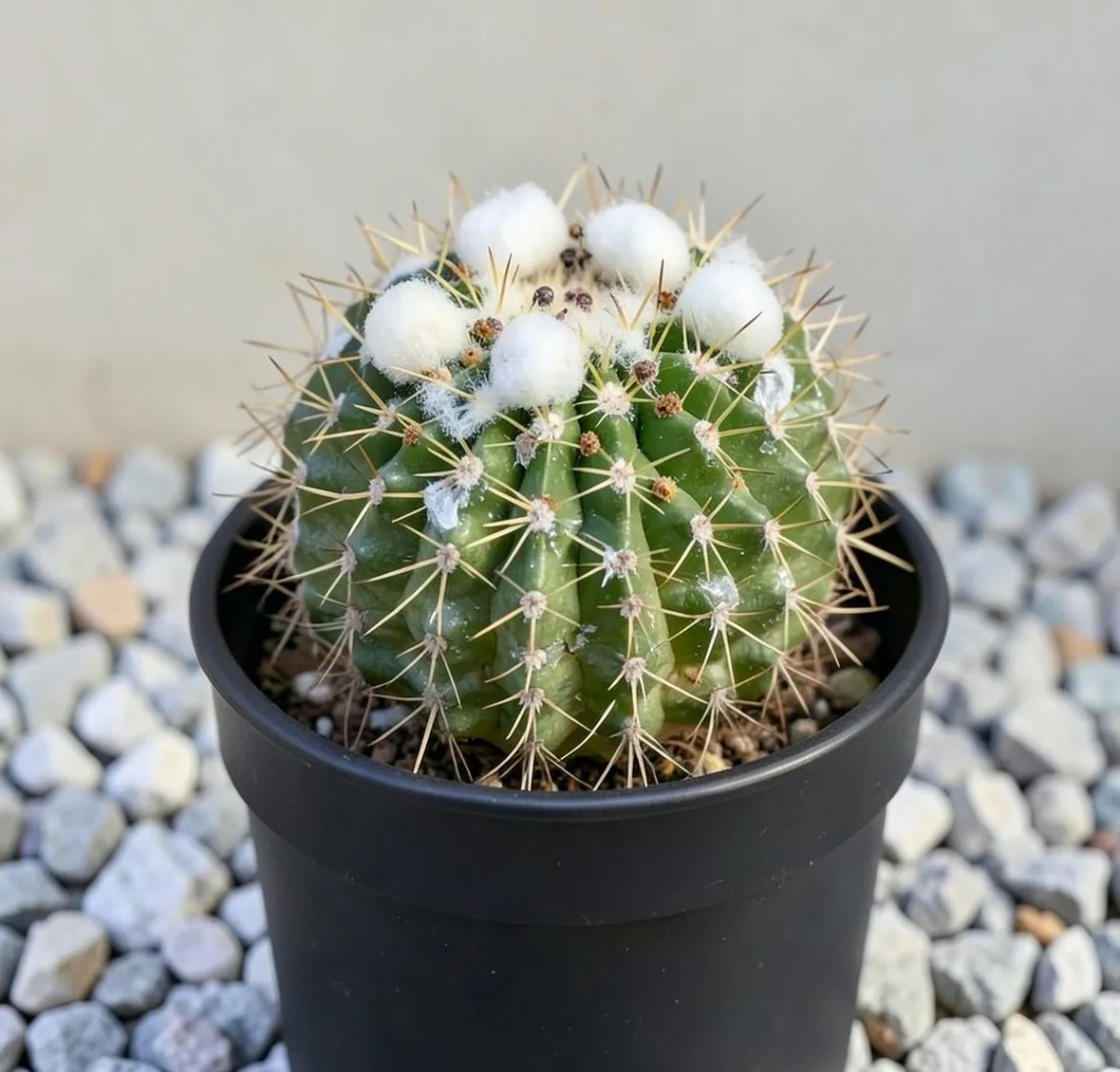 Cactus malattie