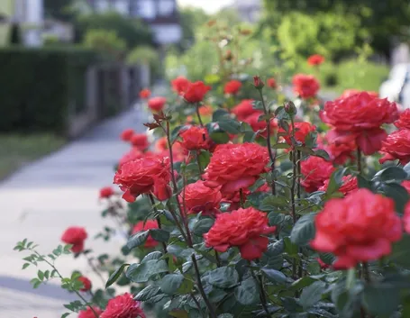 piante di rose