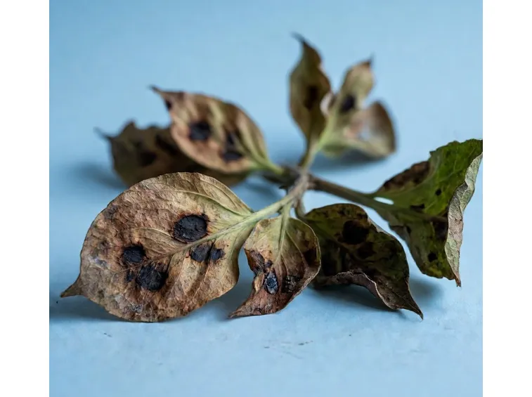 sclerotinia