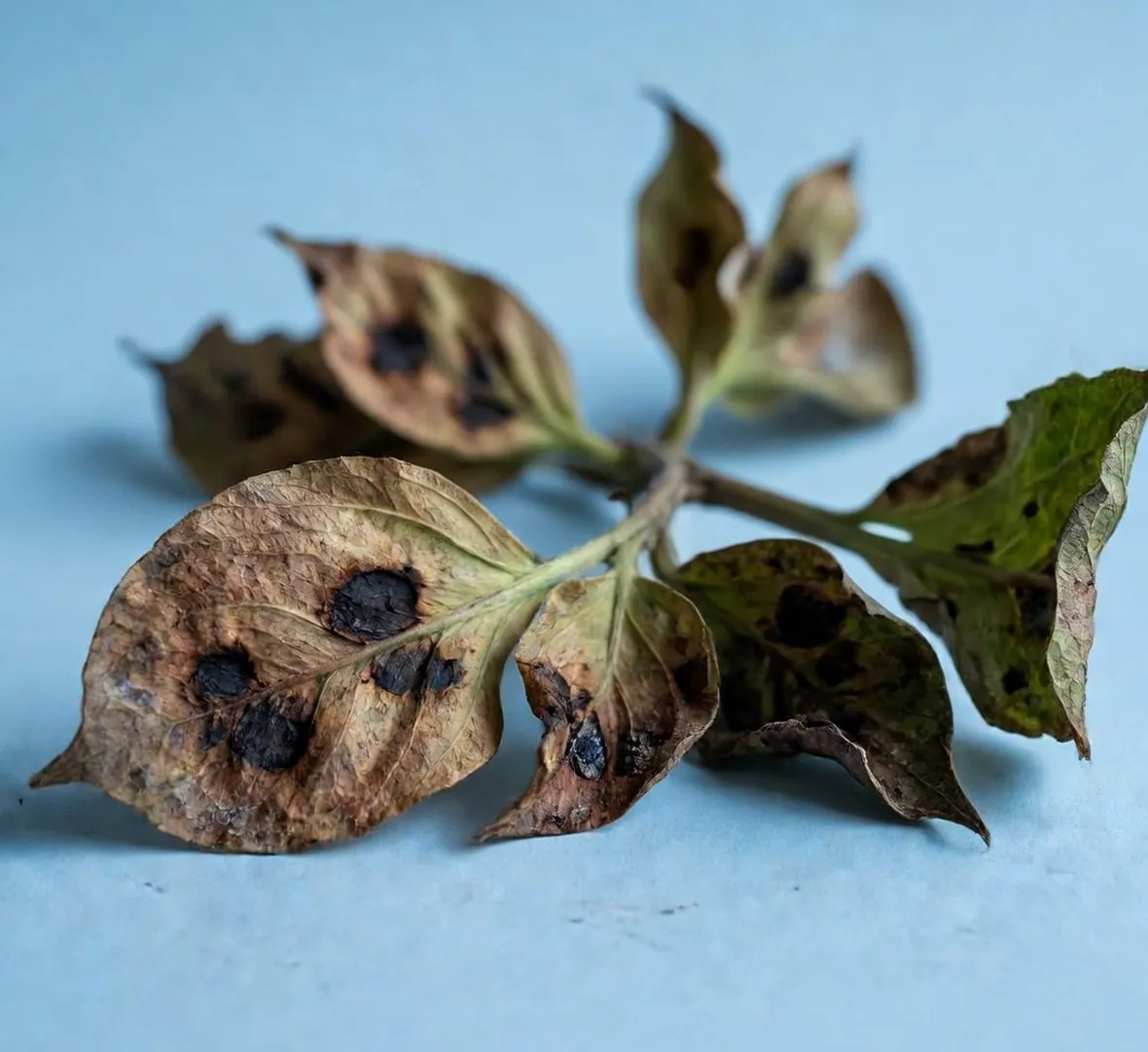 sclerotinia