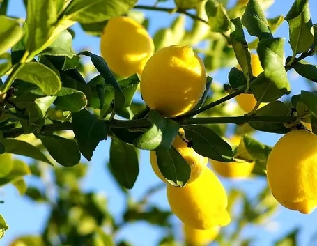 potatura del limone