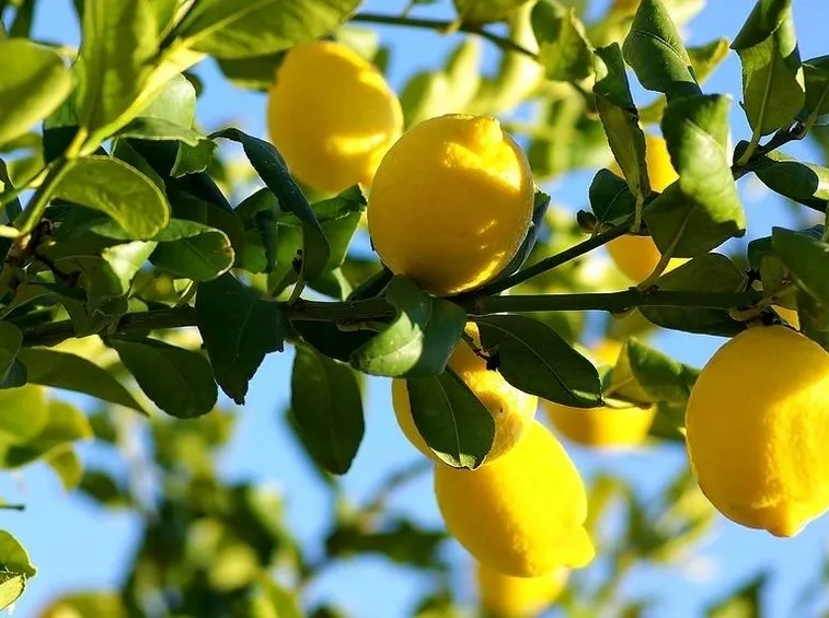 potatura del limone