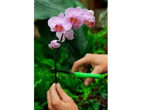 potatura orchidee
