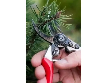 potatura albero
