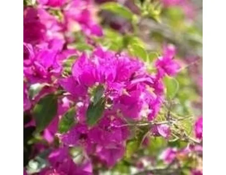 potatura bouganville