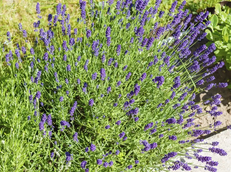 lavanda pianta