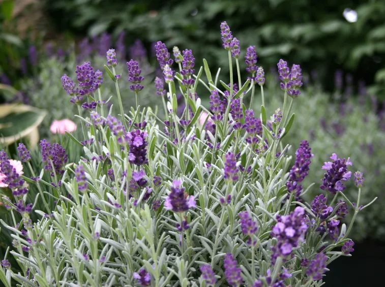 potatura della lavanda