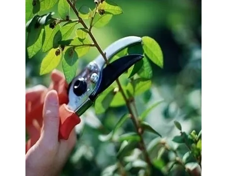 potare le piante