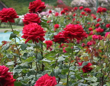 giardino di rose