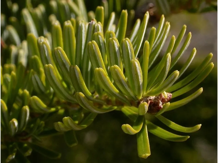 abies alba
