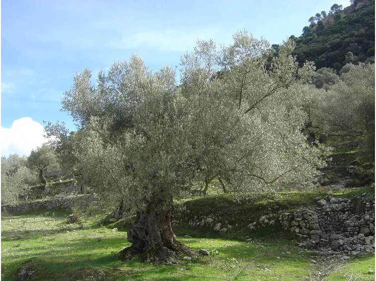Olivo