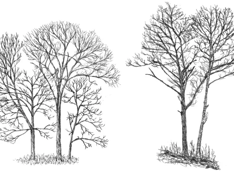 albero monumentale
