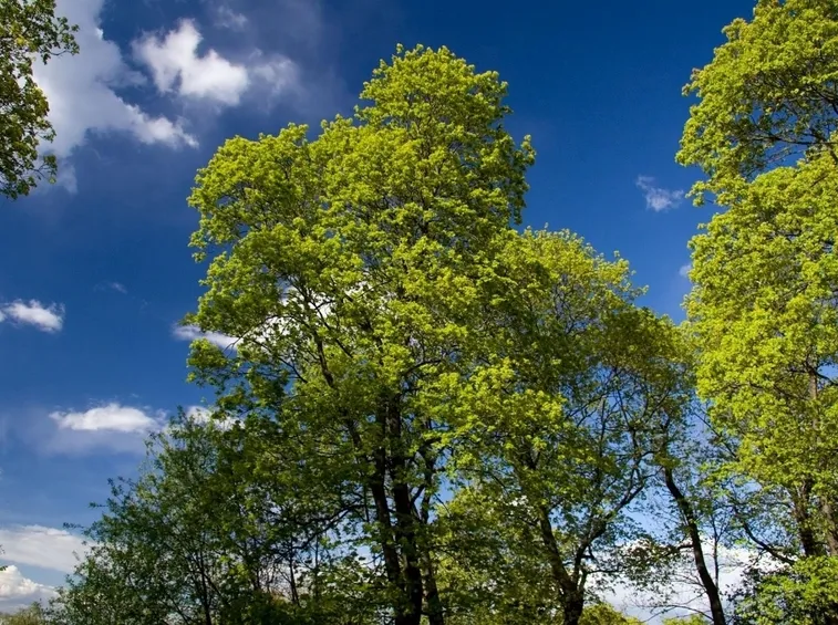 alberi fusto