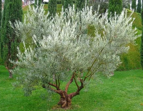 pianta ulivo
