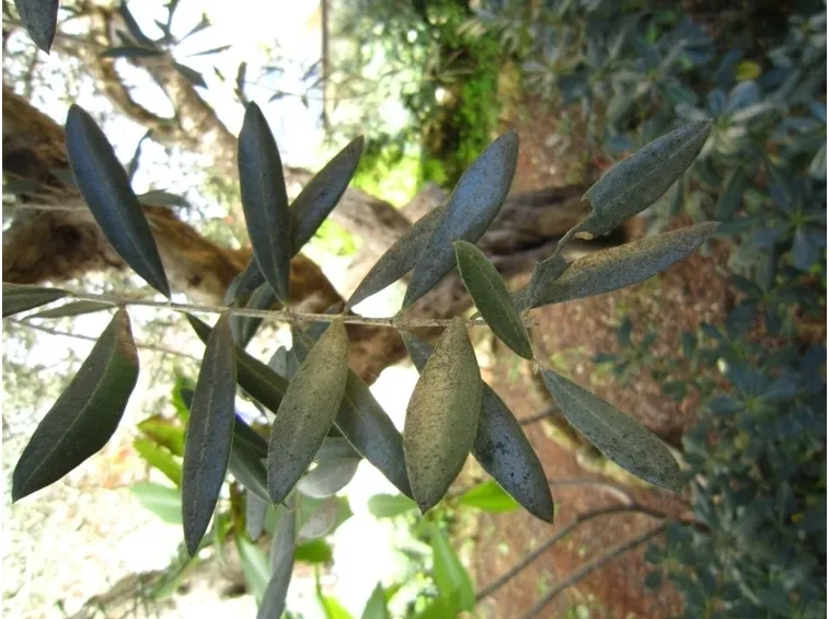 fumaggine ulivo