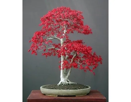 bonsai acero rosso