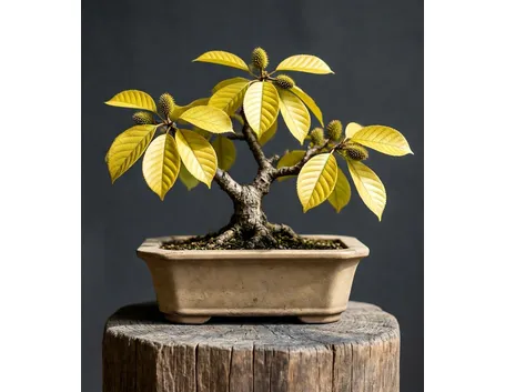 bonsai castagno