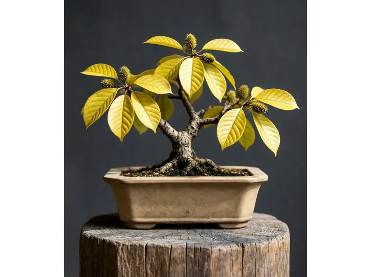 bonsai castagno