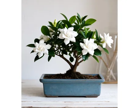 bonsai gardenia
