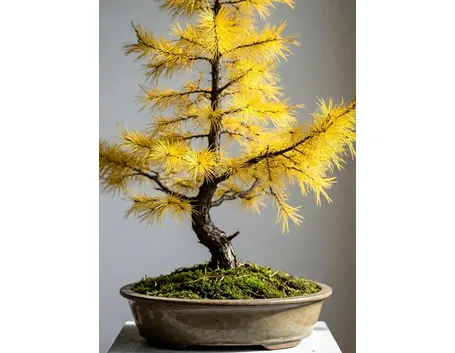 bonsai larice