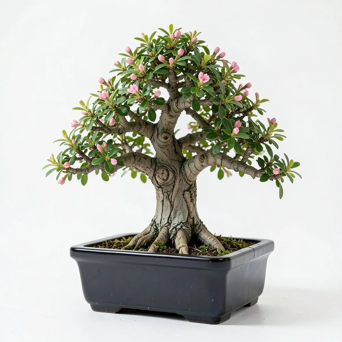 bonsai mirto