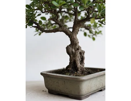 bonsai serissa