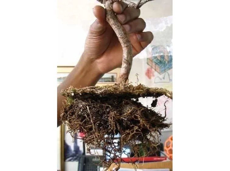 fertilizzare i bonsai