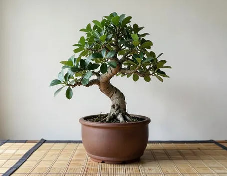 vaso bonsai