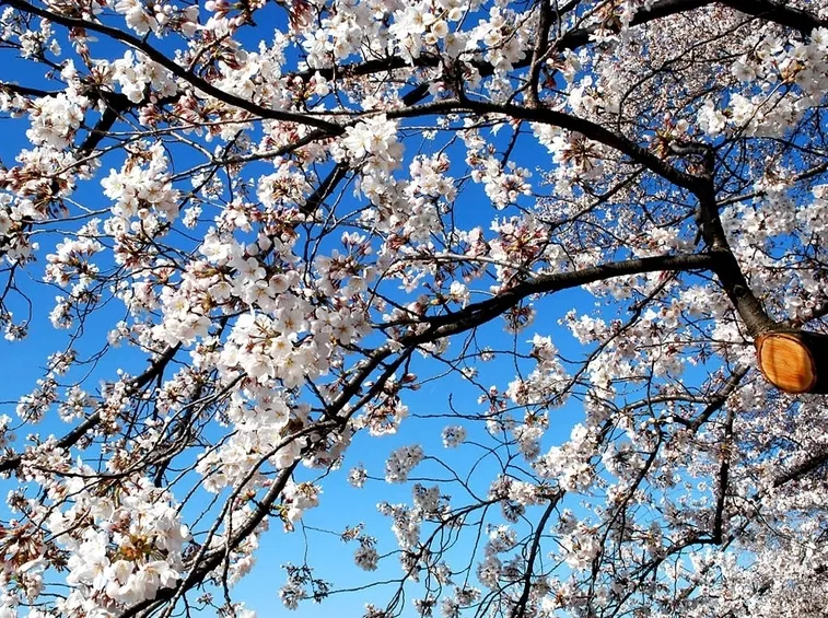 ciliegio in fiore